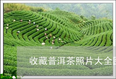 收藏普洱茶照片大全图片/2023081771684