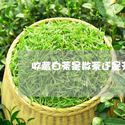 收藏白茶是散茶还是茶饼/2023102528480