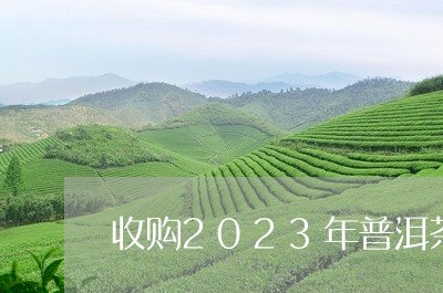 收购2023年普洱茶春茶毛料/2023082684724