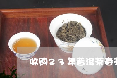 收购23年普洱茶春茶/2023120670817