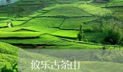 攸乐古茶山/2023090216140