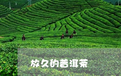 放久的普洱茶/2023042542494