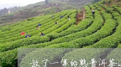 放了一年的熟普洱茶还能喝吗/2023082625947