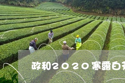 政和2020寒露白茶/2023073050383