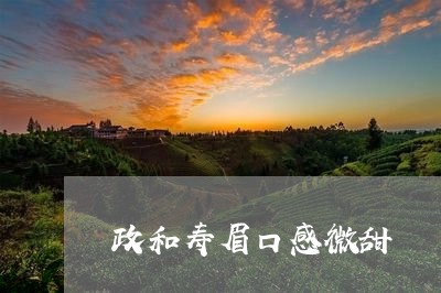 政和寿眉口感微甜/2023090805725