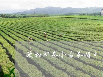 政和新茶小白茶特点/2023120415138