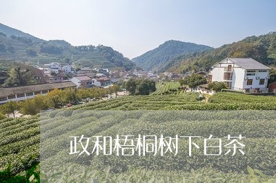 政和梧桐树下白茶/2023062035372