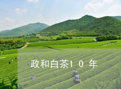 政和白茶10年/2023112453835