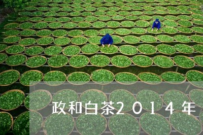 政和白茶2014年/2023120478270