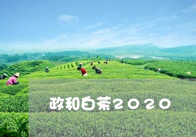 政和白茶2020/2023090747178