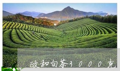 政和白茶3000克/2023120404149