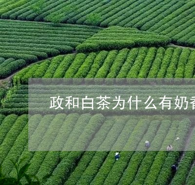 政和白茶为什么有奶香味/2023070182838