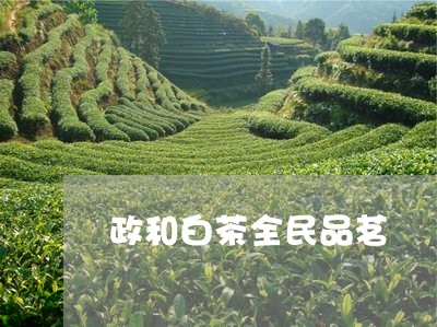 政和白茶全民品茗/2023090734136