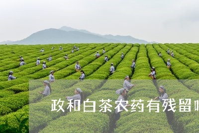 政和白茶农药有残留吗/2023100119280