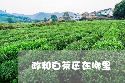 政和白茶区在哪里/2023062077282