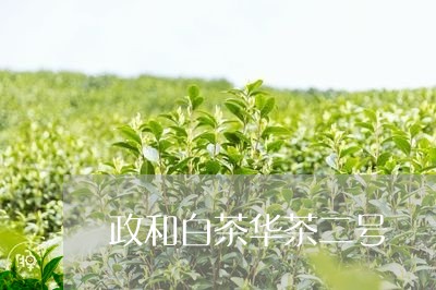 政和白茶华茶二号/2023062075137