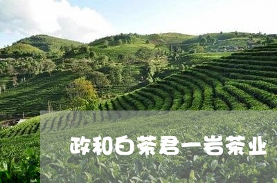 政和白茶君一岩茶业/2023120482715