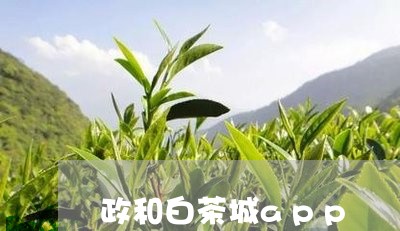 政和白茶城app/2023062112813