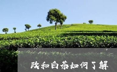 政和白茶如何了解/2023090759362