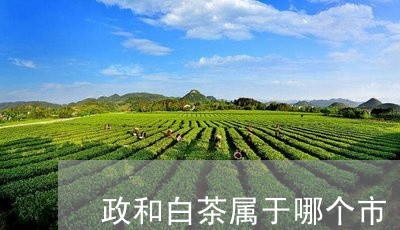 政和白茶属于哪个市/2023120492936