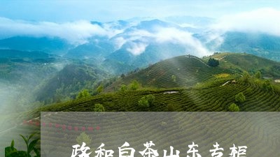 政和白茶山东专柜/2023062186947