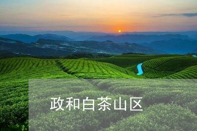 政和白茶山区/2023111652805