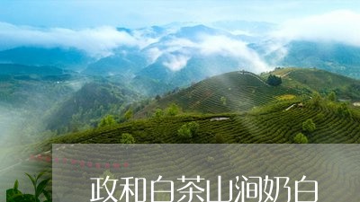 政和白茶山涧奶白/2023090819504