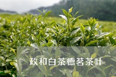 政和白茶德茗茶叶/2023061965249