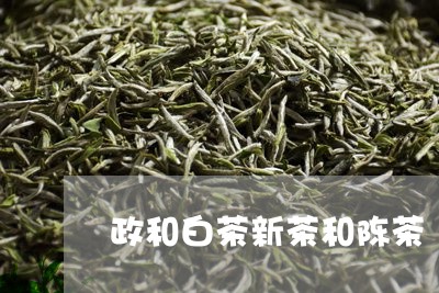 政和白茶新茶和陈茶/2023120424250