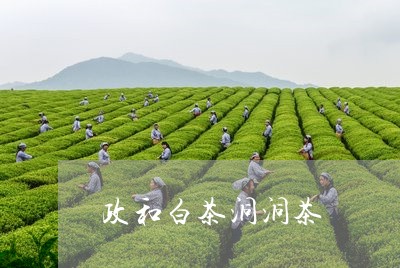 政和白茶洞洞茶/2023112481594