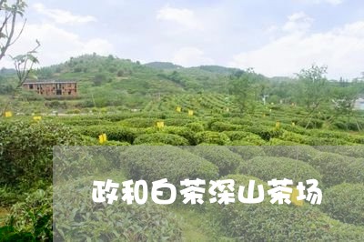 政和白茶深山茶场/2023070136379