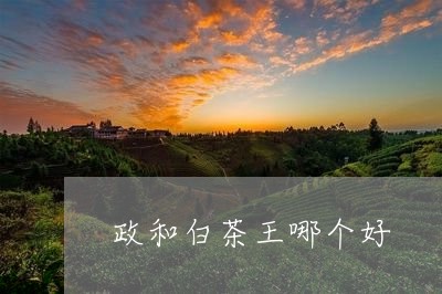 政和白茶王哪个好/2023062093830