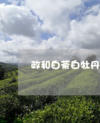 政和白茶白牡丹高山生态老树茶/2023062861815