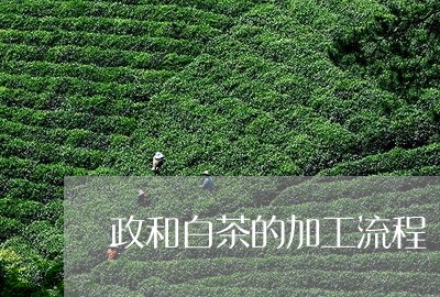 政和白茶的加工流程/2023070173050