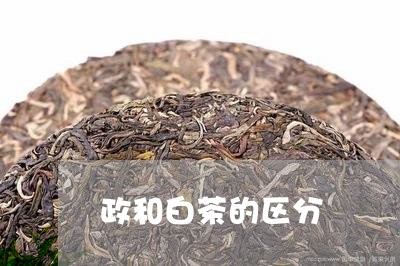 政和白茶的区分/2023070171937