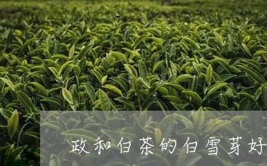 政和白茶的白雪芽好喝吗/2023111620692