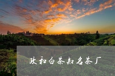 政和白茶知名茶厂/2023062058378