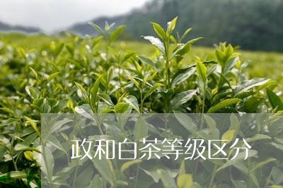 政和白茶等级区分/2023062020497