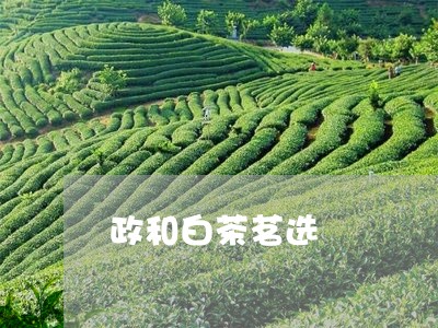 政和白茶茗选/2023070148392