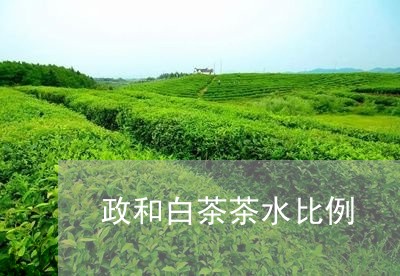 政和白茶茶水比例/2023062038394