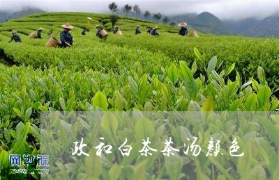 政和白茶茶汤颜色/2023090894947