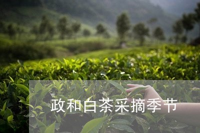 政和白茶采摘季节/2023062018393