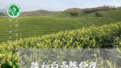 政和白茶陈经理/2023112467159