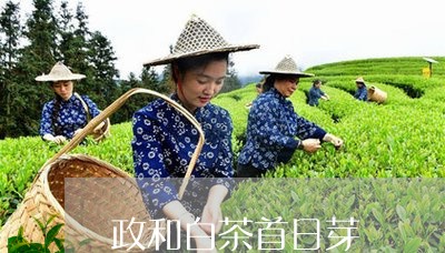 政和白茶首日芽/2023082639492