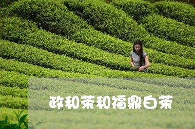 政和茶和福鼎白茶/2023062042815