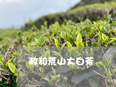 政和荒山大白茶/2023112417169