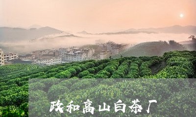 政和高山白茶厂/2023112413171