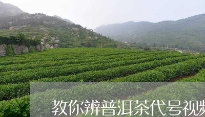 教你辨普洱茶代号视频/2023080246270