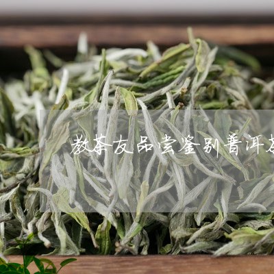 教茶友品尝鉴别普洱茶/2023112776936