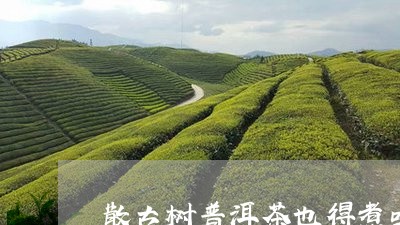 散古树普洱茶也得煮吗/2023072242728